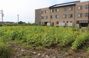ヒマワリ咲き始めました