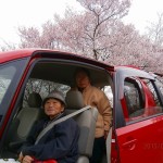 長野市は桜が満開