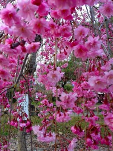 お花見