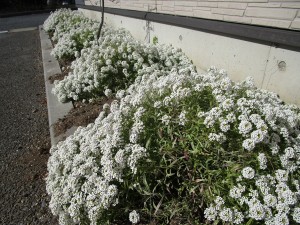 IMG_1894