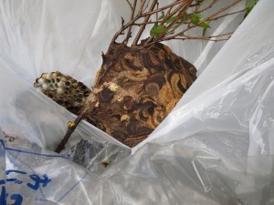 ハチ退治