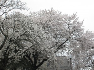 桜　満開
