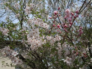 IMG_3834