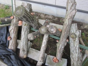 椎茸
