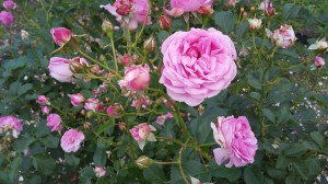 薔薇の花　ドライブツアー　2日目