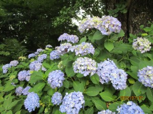 紫陽花ドライブ
