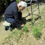野菜収穫