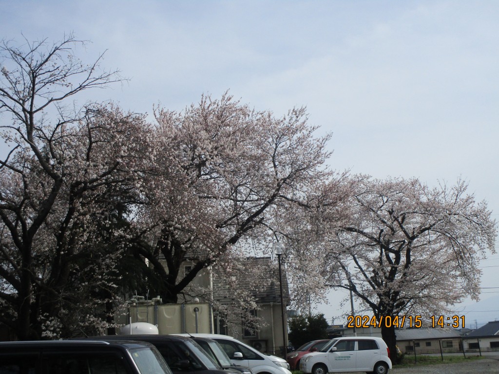 2024　４月桜満開です