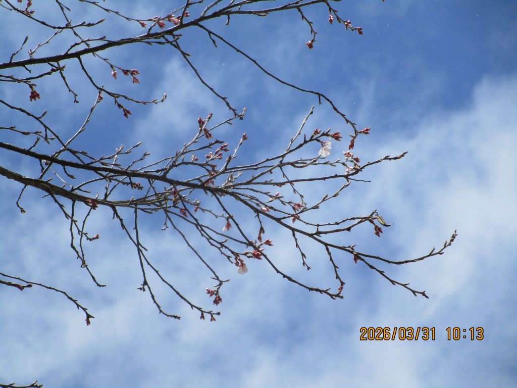 桜の花　～御影～