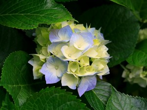 暑いですね