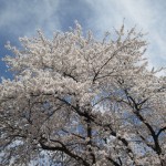 IMG_0952