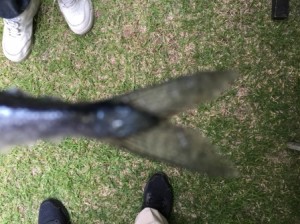 秋の味覚・海の幸　と言えば！