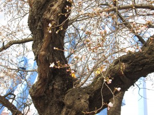 IMG_0456