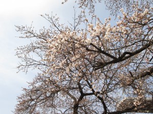IMG_0457