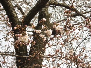IMG_0458
