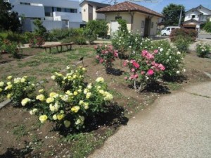 原ばら公園へのお花見