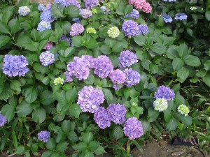 寅さん会館の紫陽花