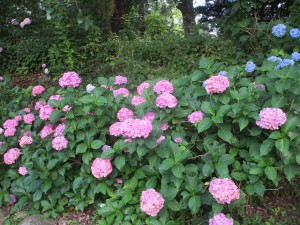 IMG_0654