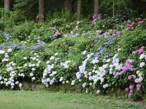 IMG_0657