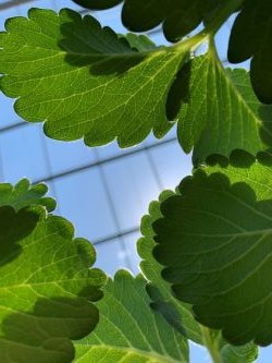 私に会えるのは６月下旬！