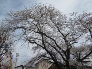 IMG_0835