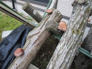 IMG_3858