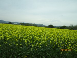 IMG_0245