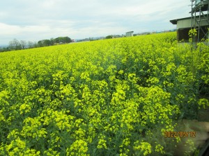 菜の花 ドライブツアー