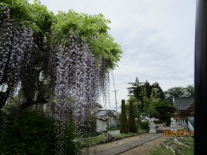 IMG_0262