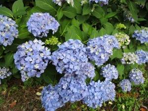 紫陽花ドライブ