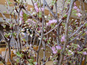 IMG_5568
