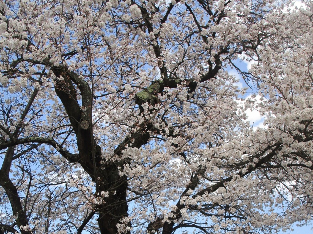 ことぶきの木