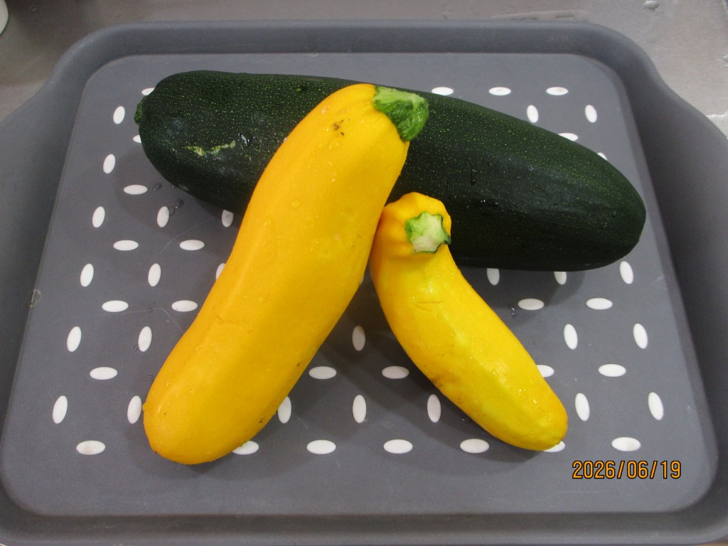 中庭のお野菜～御影～