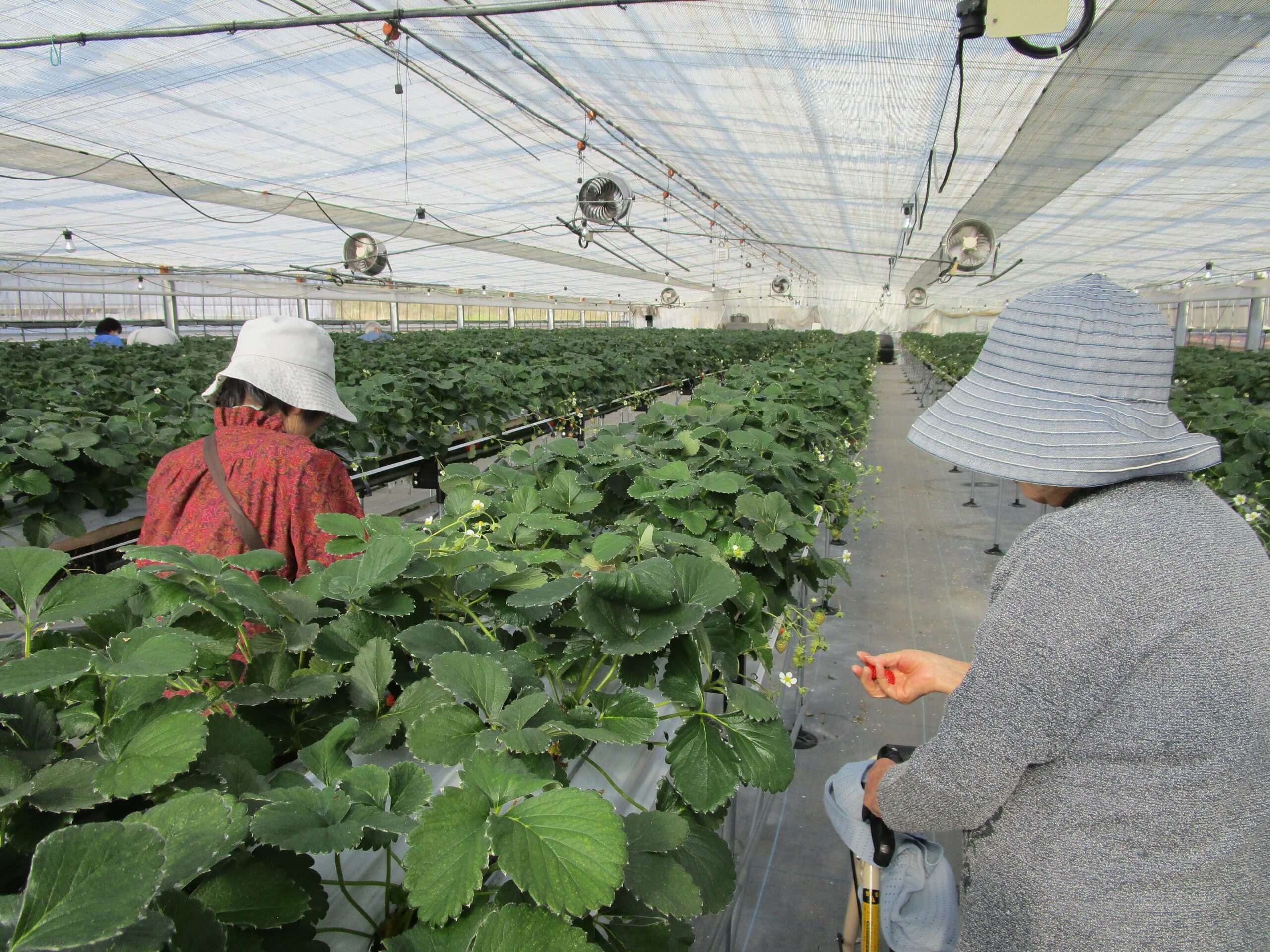 いちご狩り～御影～